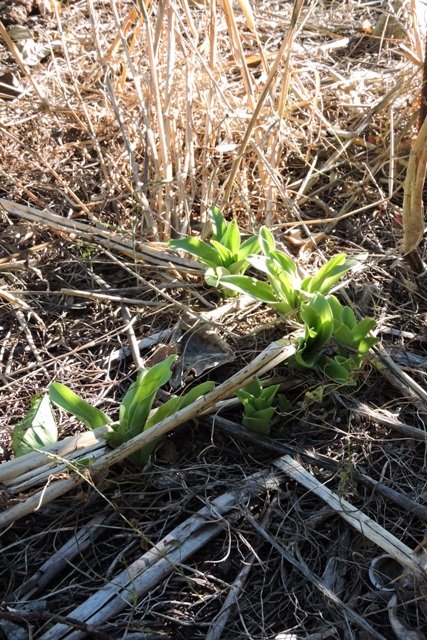 First Madonna Lily florets