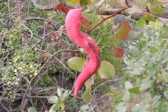 Another Klotski puzzle  –  2025/42