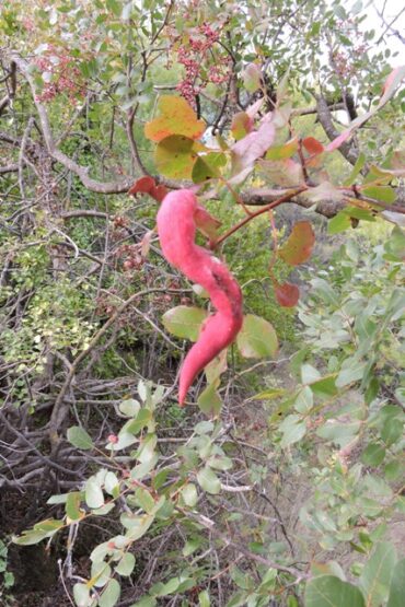 Another Klotski puzzle  –  2025/42