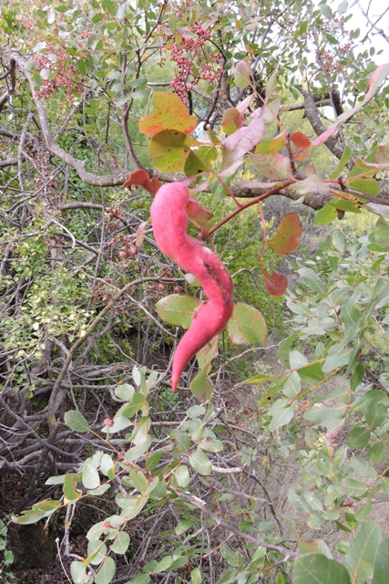 Another Klotski puzzle  –  2025/42