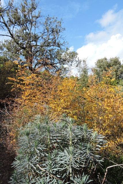Autumn colours in the Maquis