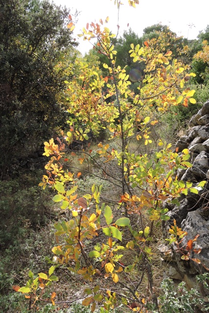Changing colours of leaves