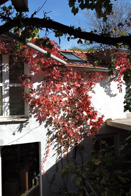 Virginia Creeper changing colour