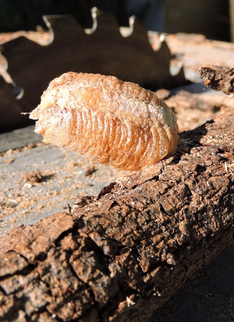 Preying Mantis egg sack on a branch