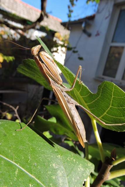 A hunting Mantis