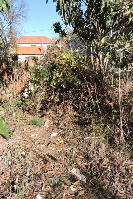 One of several piles for mulching