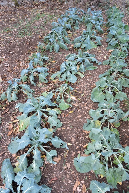 Wilting winter vegetables