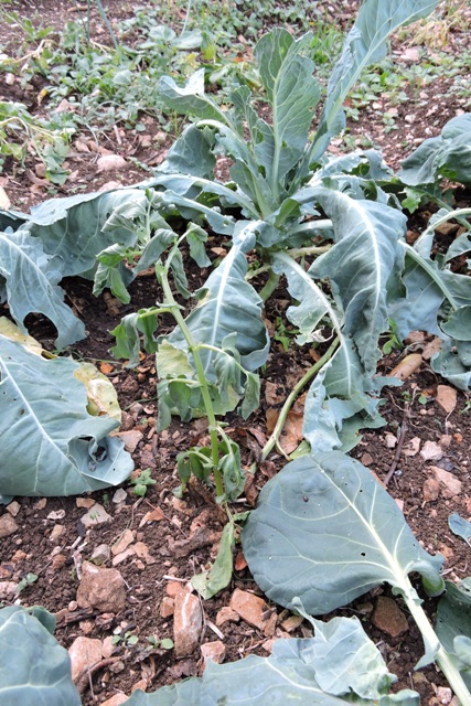 Water stressed Cauliflower and Brussel Sprouts