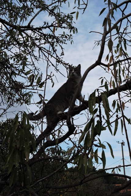 Queen of all she surveys