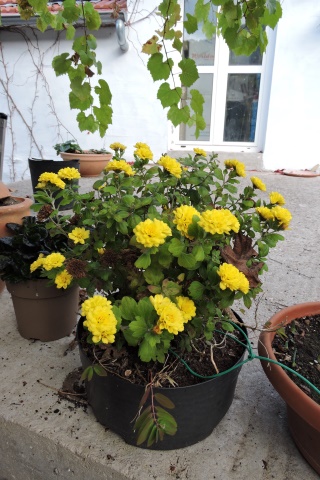 Brilliant yellow Button Chrysanthemum