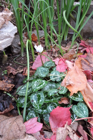 Cyclamen in flower