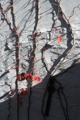 Gardens matter –  2025/46