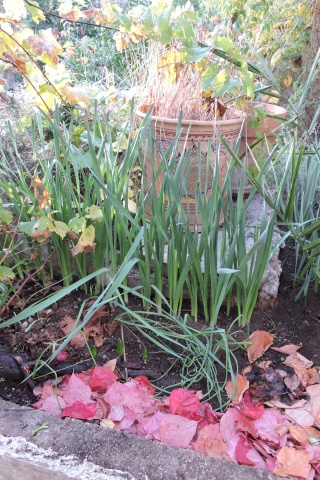 Narcissi leaves and first flower buds
