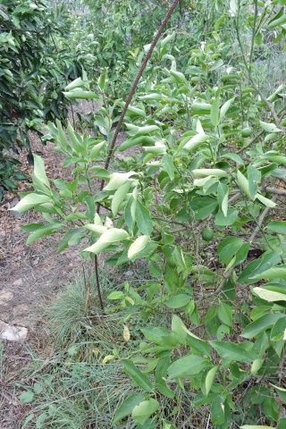 Folded citrus leaves