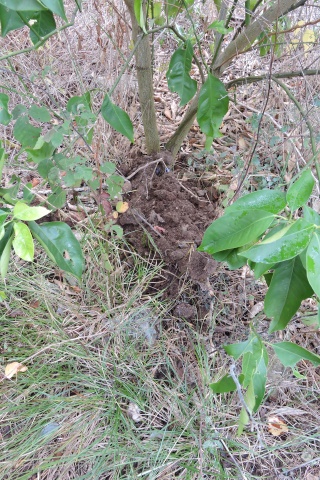 Spreading compost around the citrus trees