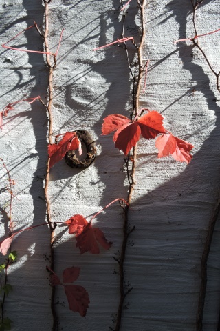 The last Parthenocissus leaves