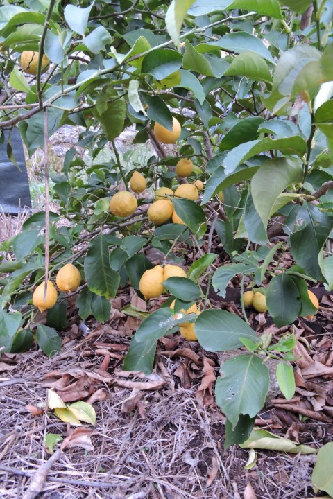 Protecting my lemon crop