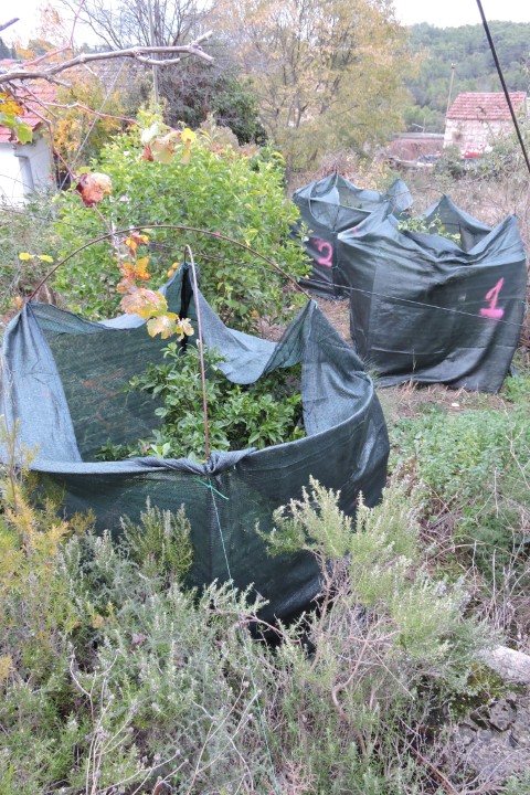 Wrapped against the winter cold