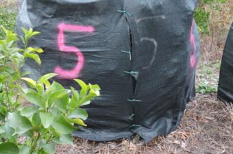 Buttoning up the citrus  –  2025/47