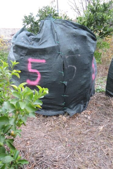 Buttoning up the citrus  –  2025/47