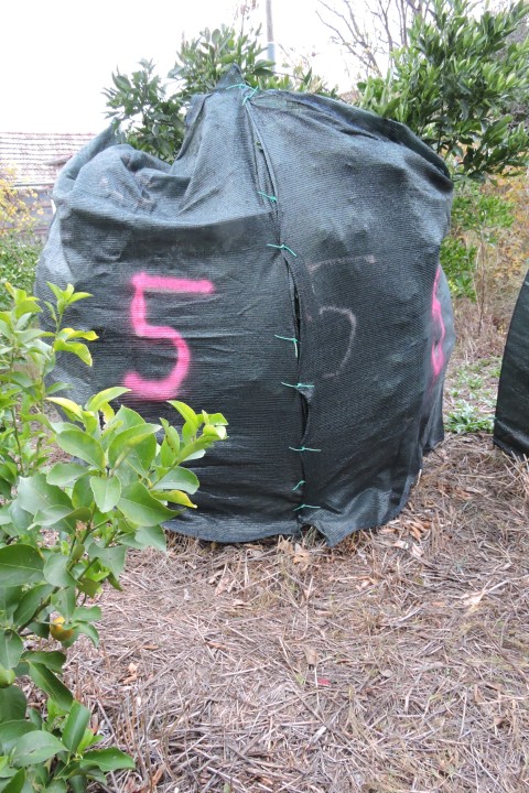 Buttoning up the citrus  –  2025/47