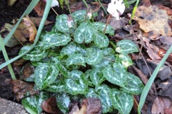 Mid winter  –  2025/51