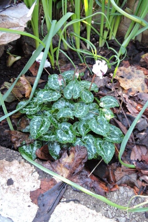 Winter Cyclamen