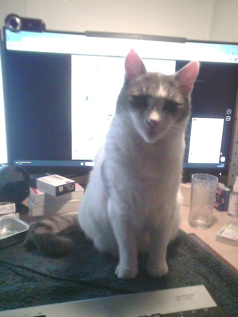 Argent - a "Simon's cat" in every way