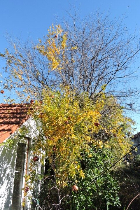 Last leaves on the Pomegranate