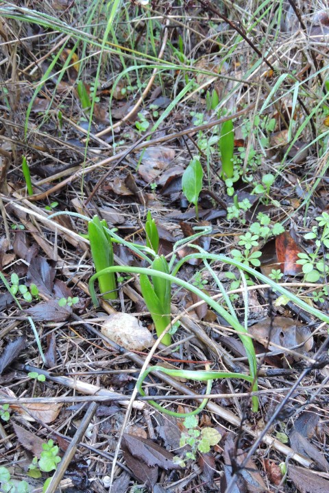 More Hyacinth sprouts