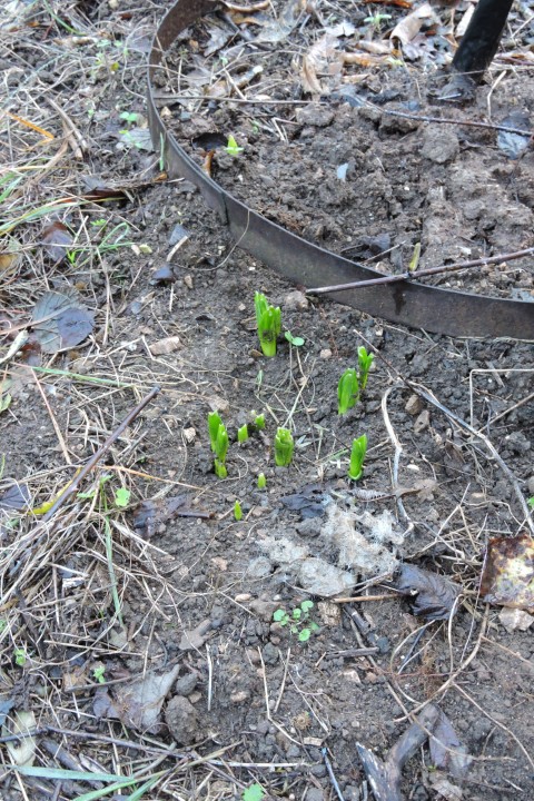 Hyacinth around a Clementine tree