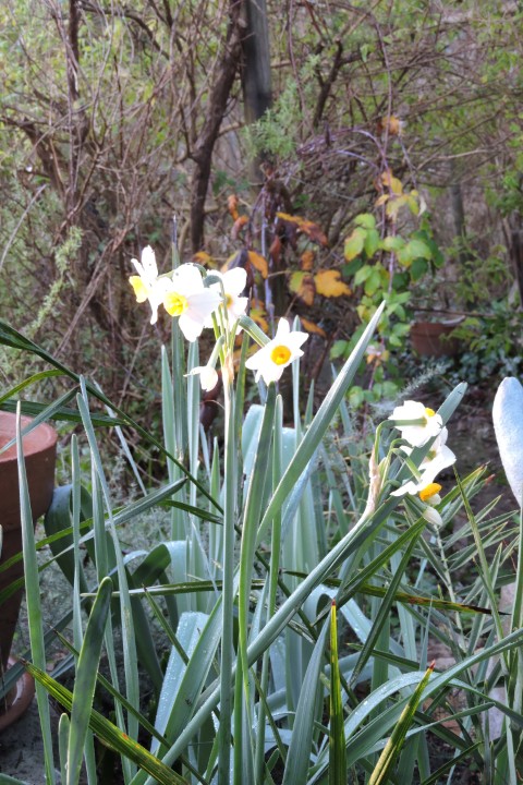 Spring flowering Narcissi