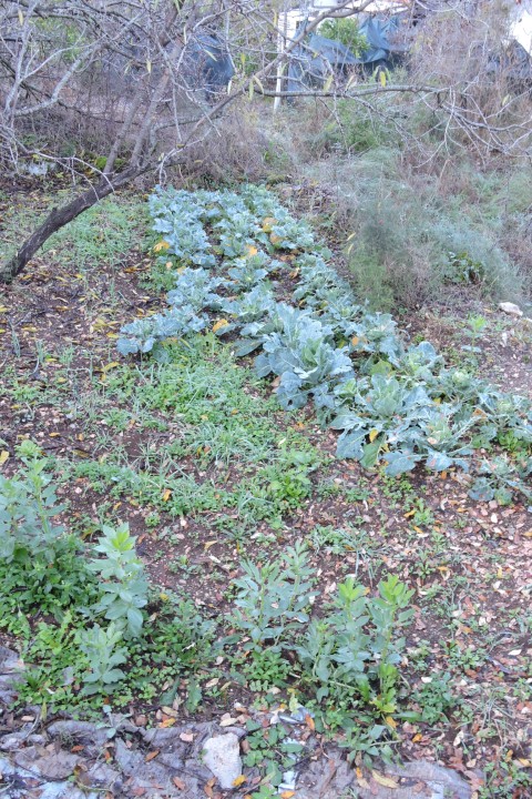 The winter vegetables need weeding!