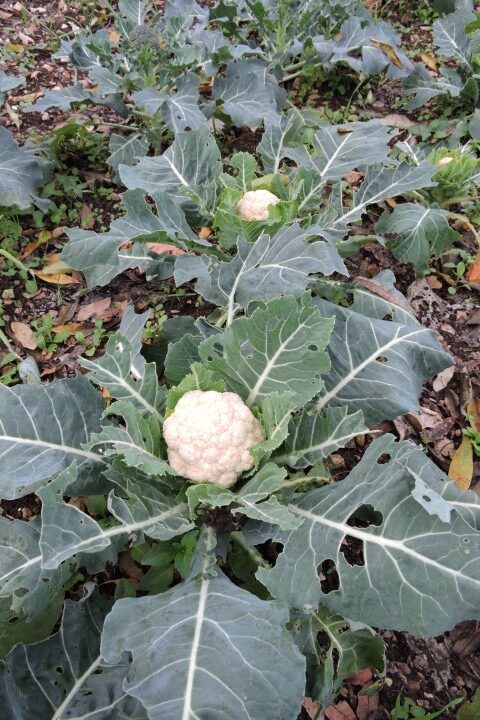 Small Cauliflowers