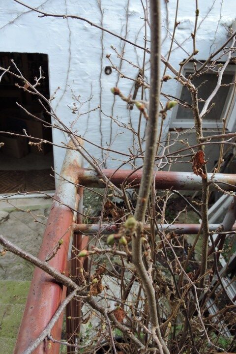 Cosford Cobnut buds swelling