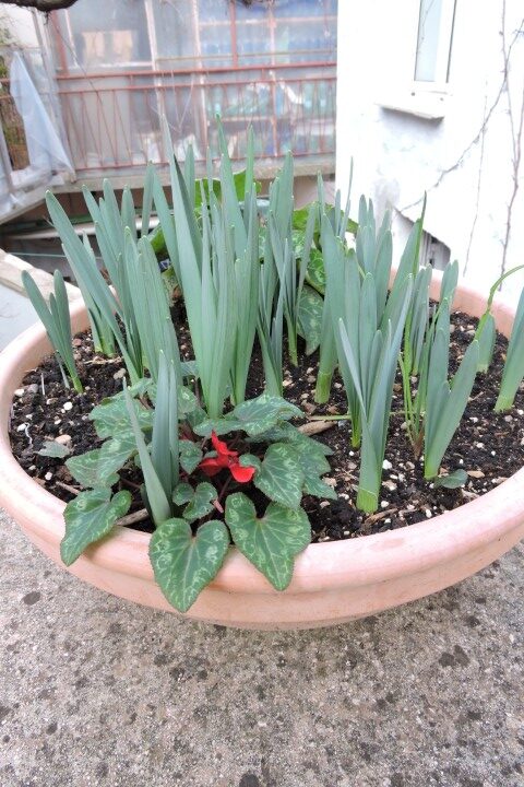 Daffodil and Cyclamen bowl