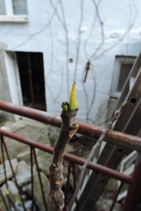 The fig buds are also getting larger