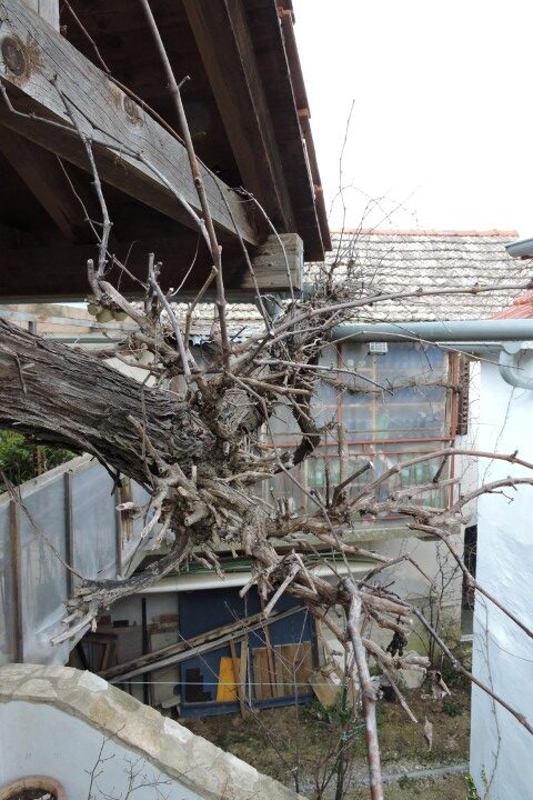 A haircut needed here!