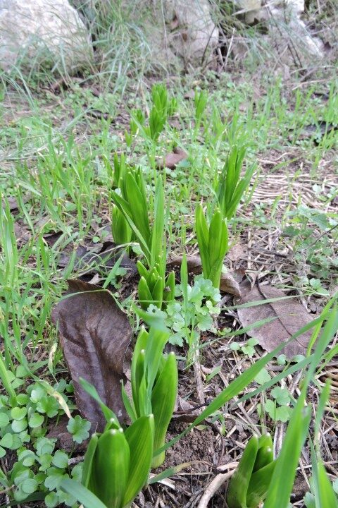 Hyacinth among the weeds