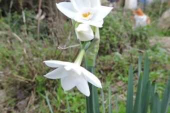 Window of opportunity  –  2026/01