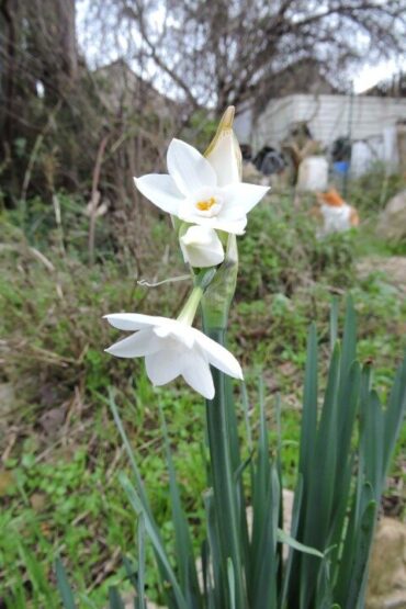 Window of opportunity  –  2026/01