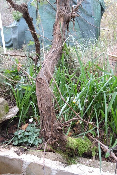 Starting to prune vines from the base up