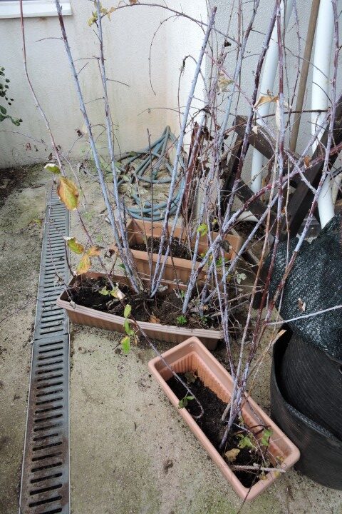 Raspberry suckers ready for replanting