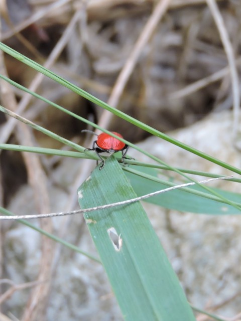Scarlet Lily Beetle