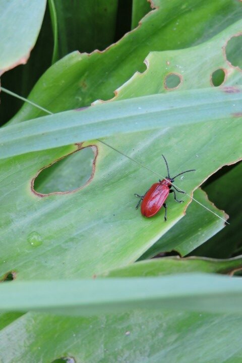 Scarlet Lily Beetle