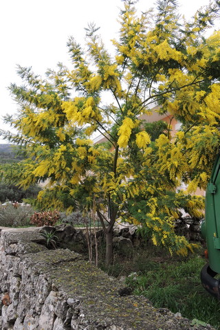 The Acacia dealbata in full flower