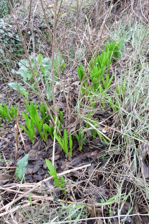 Naturalised Hyacinth getting ready to flower