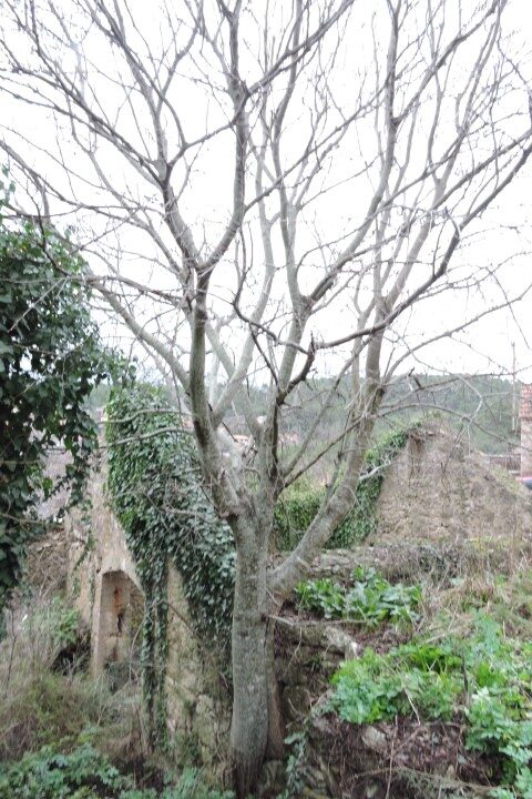 My substantial Nettle Tree