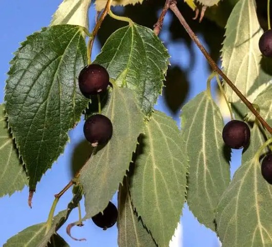 Nettle tree fruit