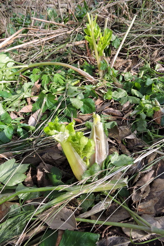 Newly sprouted weed leaves